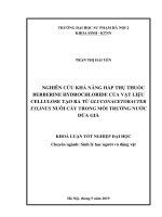 Nghiên cứu khả năng hấp thụ thuốc berberine hydrochloride của vật liệu cellulose tạo ra từ gluconacetobacter xylinus nuôi cấy trong môi trường nước dừa già 