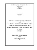 Bước đầu nghiên cứu đặc điểm hình thái và cấu tạo giải phẫu loài trà hoa vàng (camellia chrysantha) tại vườn thực nghiệm khoa sinh   KTNN, trường đại học sư phạm hà nội 2 (2017) 