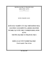 Bước đầu nghiên cứu đặc điểm hình thái, giải phẫu loài khôi tía (ardisia silvestris pitard) trồng tại vườn thực nghiệm khoa sinh – KTNN trường đại học hà nội 2 (2017) 