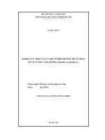 Tóm tắt luận án Tiến sĩ Nông nghiệp: Nghiên cứu chọn tạo và một số biện pháp kỹ thuật nhân, sản xuất hoa cẩm chướng (Dianthus caryophyllus L.)