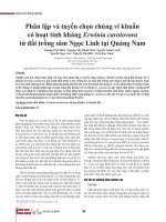 Phân lập và tuyển chọn chủng vi khuẩn có hoạt tính kháng Erwinia carotovora từ đất trồng sâm Ngọc Linh tại Quảng Nam