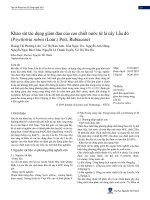 Khảo sát tác dụng giảm đau của cao chiết nước từ lá cây Lấu đỏ (Psychotria rubra (Lour.) Poir, Rubiaceae)