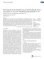 Định lượng flavonoid toàn phần trong cao khô Rau đắng đất (Glinus oppositifolius (L.) Aug. DC.) bằng phương pháp quang phổ UV-Vis