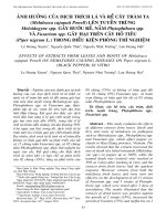 Ảnh hưởng của dịch trích lá và rễ cây tràm ta (Melaleuca cajuputi powell) lên tuyến trùng Meloidogyne spp. gây bướu rễ, nấm Phytophthora spp. và Fusarium spp. gây hại trên cây hồ tiêu (Piper