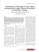 Identification of the fungus Erysiphe diffusa causing powdery mildew disease on soybeans in Vinh Phuc, Vietnam