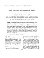 Nghiên cứu tạo rễ tơ ở cây thổ nhân sâm Việt Nam (Talinum paniculatum Gaertn.)