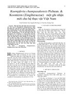 Kaempferia champasakensis Pichean. & Koonterm (Zingiberaceae) – một ghi nhận mới cho hệ thực vật Việt Nam