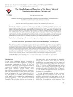 The morphology and function of the upper valve of vaccinites vesiculosus (Woodward)