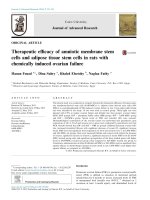 Therapeutic efficacy of amniotic membrane stem cells and adipose tissue stem cells in rats with chemically induced ovarian failure