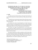 Thành phần hóa học của cây mộc ký ngũ hùng Dendrophtoe Pentandra (L.), họ chùm gửi (Loranthaceae) ký sinh trên cây mít (Artocarpus Integrifolia)