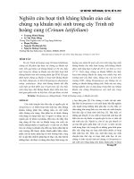 Nghiên cứu hoạt tính kháng khuẩn của các chủng xạ khuẩn nội sinh trong cây Trinh nữ hoàng cung (Crinum latifolium)