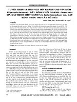 Tuyển chọn vi sinh vật đối kháng cao với nấm Phytophora sp. gây bệnh chết nhanh, Fusarium sp. gây bệnh chết nấm và Colletotrichum sp. gây bệnh thán thư cây hồ tiêu