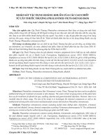 Khảo sát tác dụng kháng khuẩn của các cao chiết từ cây Thuốc Thượng (Phaeanthus Vietnamensisban)