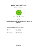 Khóa luận tốt nghiệp: Phát hiện và đánh giá tính gây bệnh của Pepper yellow leaf curl Việt Nam virus