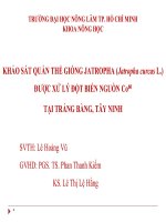 Báo cáo khóa luận tốt nghiệp: Khảo sát quần thể giống Jatropha (Jatropha curcas L.) được xử lý đột biến nguồn Co60 tại Trảng Bàng, Tây Ninh