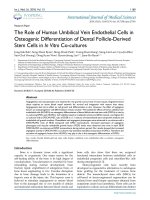The role of human umbilical vein endothelial cells in osteogenic differentiation of dental follicle-derived stem cells in in vitro co-cultures