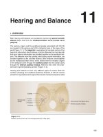 Ebook Lippincott’s illustrated review of neuroscience: Part 2