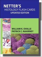 Ebook Netter''s histology flash cards (updated edition): Part 1