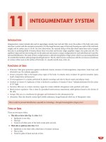 Ebook Textbook of histology and a practical guide (2/E): Part 2