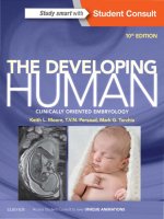 Ebook The developing human clinically oriented embryology (10th edition): Part 1