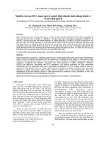 Nghiên cứu tạo DNA macroarrays phát hiện nhanh tính kháng thuốc ở vi rút viêm gan B