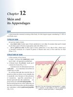 Ebook Textbook of human histology (with colour atlas and practical guide - 7th edition): Part 2