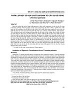 Phân lập một số hợp chất saponin từ cây đu đủ rừng (Trevesia palmata)