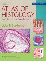 Ebook diFiore''s atlas of histology - With functional correlations (12th edition): Part 1