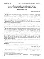 Đặc điểm thực vật học cây đạt phước (millingtonia hortensis L. F.) họ chùm ớt (bignoniaceae)