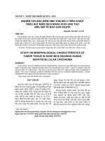 Nghiên cứu đặc điểm hình thái mô u trên chuột thiếu hụt miễn dịch mang khối ung thư biểu mô tế bào gan người