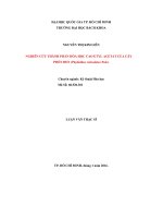 Nghiên cứu thành phần hóa học cao Etyl Acetat của cây phèn đen (Phyllathus reticulatus Poir)