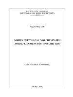 Nghiên cứu tạo cây ngô chuyển gen DREB2 7 liên quan đến tính chịu hạn 