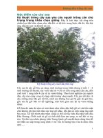 Hướng dẫn trồng cây gỗ sưa