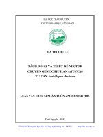 Tách dòng và thiết kế vector chuyển gene chịu hạn AtYUCCA6 từ cây arabidopsis thaliana 