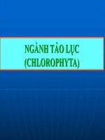 PHÂN LOẠI THỰC VẬT  NGÀNH TẢO LỤC (CHLOROPHYTA)