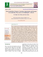 Direct seeded rice: Prospects, constraints, opportunities and strategies for aerobic rice (Oryza sativa L) in Chhattisgarh - A review