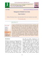 Management of bumble foot in duck