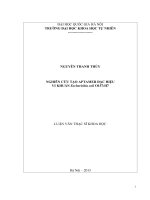 Nghiên cứu tạo aptamer đặc hiệu vi khuẩn escherichia coli o157 h7 