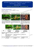 10  lí thuyết   đặc điểm chung và đa dạng của lớp lưỡng cư 