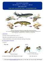 7  lí thuyết   ếch đồng 