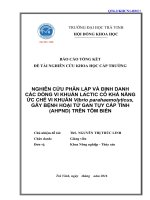 Nghiên cứu phân lập và định danh các dòng vi khuẩn lactic có khả năng ức chế vi khuẩn vibrio parahaemolyticus, gây bệnh hoại tử gan tụy cấp tính (ahpnd) trên tôm biển 