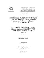 NGHIÊN CỨU BẢO QUẢN VÀ SỬ DỤNG CÂY ĐẬU PHỘNG (Arachis hypogeae) LÀM THỨC ĂN ĐỂ NUÔI BÕ ĐANG CHO SỮA