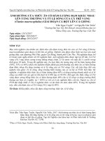 Ảnh hưởng của thức ăn có hàm lượng đạm khác nhau lên tăng trưởng và tỷ lệ sống của cá trê vàng (Clarias macrocephalus) giai đoạn cá bột lên cá giống
