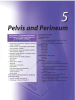 GRAYS ANATOMY FOR STUDENT chương 5 bản tiếng việt  Phần tiết niệu