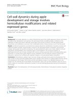 Cell wall dynamics during apple development and storage involves hemicellulose modifications and related expressed genes