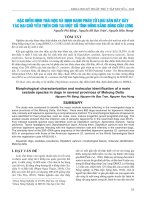 Đặc điểm hình thái học và định danh phân tử loài sán dây gây tác hại chủ yếu trên chó tại một số tỉnh Đồng bằng sông Cửu Long