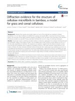 Diffraction evidence for the structure of cellulose microfibrils in bamboo, a model for grass and cereal celluloses