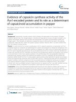 Evidence of capsaicin synthase activity of the Pun1-encoded protein and its role as a determinant of capsaicinoid accumulation in pepper