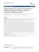Characterization of a panel of Vietnamese rice varieties using DArT and SNP markers for association mapping purposes