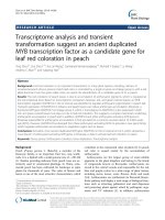 Transcriptome analysis and transient transformation suggest an ancient duplicated MYB transcription factor as a candidate gene for leaf red coloration in peach